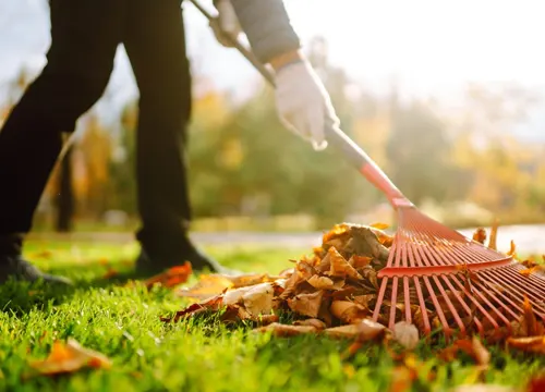 Comprehensive garden cleanup services by Lawn Guy BOP in Tauranga.