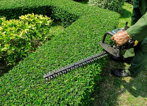 Lawn Guy BOP's trusted reputation in Tauranga for lawn care services.